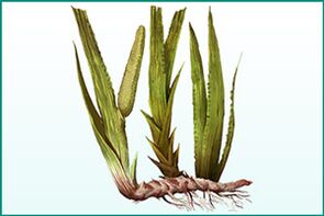 General strengthening and enhancement of activity